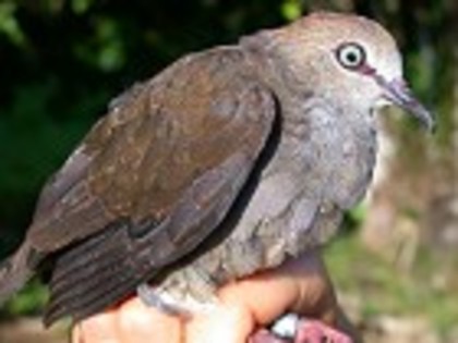 Grey-chestedDove(CS)