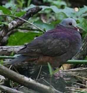 Grey-headedQuail-dove(VA)