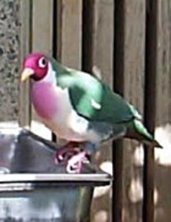 JambuFruit-dove(HZ)