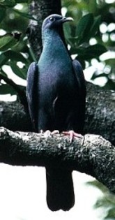 JapaneseWood-Pigeon(HT)