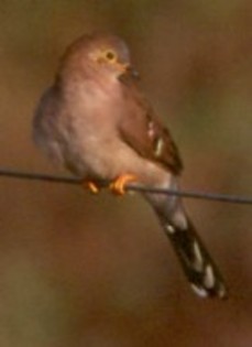 Long-tailedGround-Dove(AG)