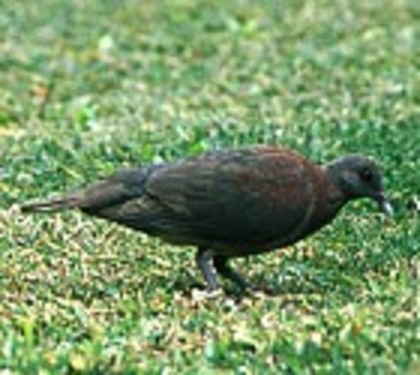 MadagascarTurtle-Dove(GGSS)