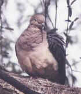 MourningDove(ET)