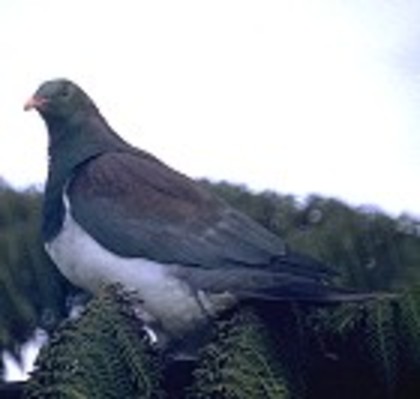 NewZealandPigeon(MK)