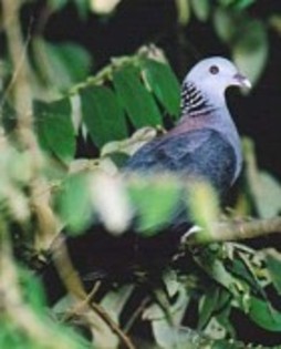 NilgiriWoodPigeon(TP)