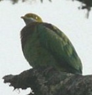 OrnateFruit-Dove(HT)