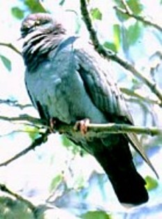 Pale-backedPigeon(VA)