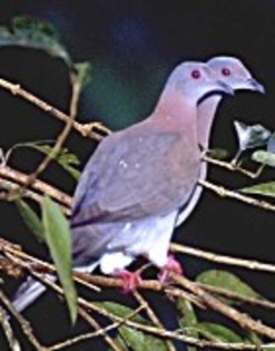 Pale-ventedPigeon(GGSS)