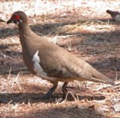 PartridgePigeon(TQ)