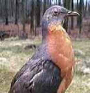 PassengerPigeon3