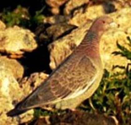 PicazuroPigeon(AE)