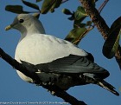 PiedImperialPigeon2460