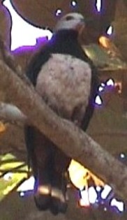 Pink-belliedImperial-Pigeon(WvdS)
