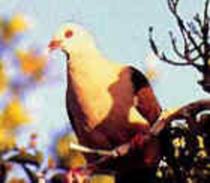 PinkPigeon(MWF)