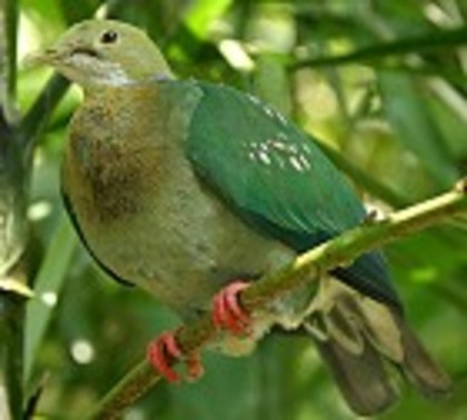 Pink-spottedFruit-Dove(DJ)