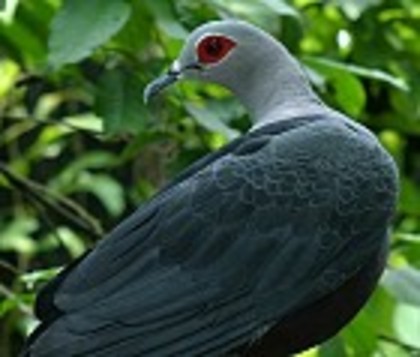 PinonImperialPigeon(DJ)