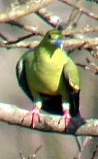 Pin-tailedGreen-Pigeon(SS)
