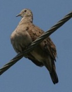 Plain-breastedGround-Dove(HT)