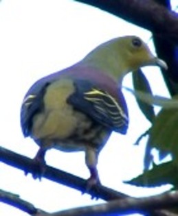 PompadourGreen-Pigeon(WvdS)