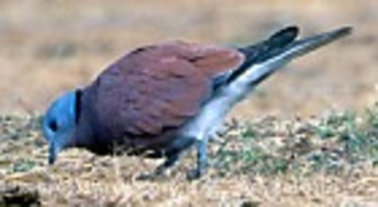 RedCollared-Dove(RS)