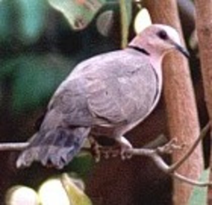 Red-eyedDove(AP)