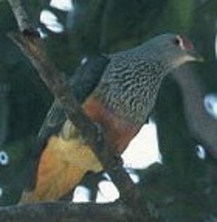 Rose-crownedFruit-Dove(CC)