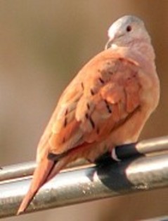 RuddyGround-Dove(HS)