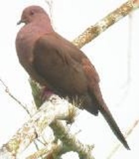 RuddyPigeon(JB)
