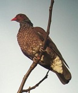 ScaledPigeon(RG)