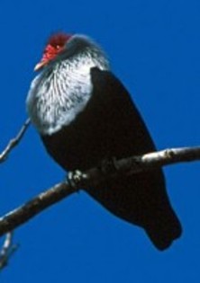 SeychellesBlue-Pigeon(GGSS)