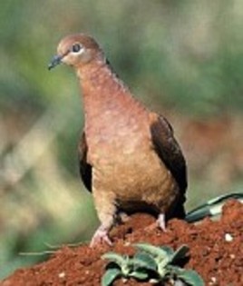 Slender-billedCuckoo-Dove(HT)