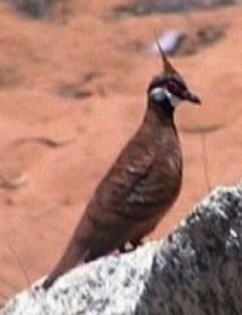 SpinifexPigeon(WvdS)