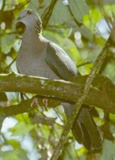 SriLankaWoodPigeon(VA)