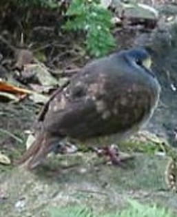 SulawesiGround-Dove(TC)