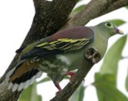 Thick-billedGreen-Pigeon(IL)