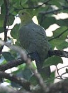 Wedge-tailedGreen-Pigeon(HT) - PORUMBE SALBATICI SPECII