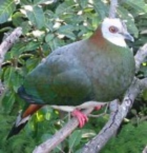 White-belliedImperial-Pigeon(TC) - PORUMBE SALBATICI SPECII