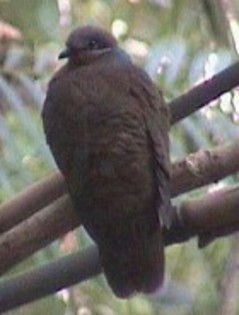 White-earedBrown-Dove(WvdS) - PORUMBE SALBATICI SPECII