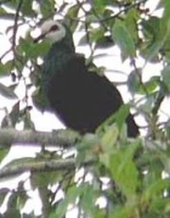 White-facedCuckoo-Dove(AC) - PORUMBE SALBATICI SPECII