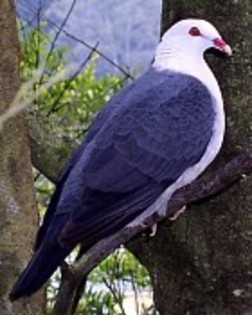 White-headedPigeon(JD) - PORUMBE SALBATICI SPECII