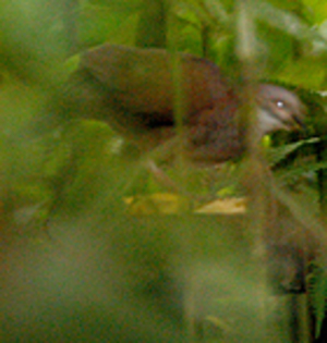 White-throatedQuail-dove(SW) - PORUMBE SALBATICI SPECII