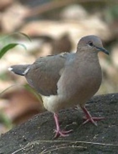 White-tippedDove(RG)
