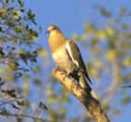 White-wingedDove(PW) - PORUMBE SALBATICI SPECII