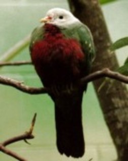 WompooFruit-Dove(BirminghamZoo) - PORUMBE SALBATICI SPECII