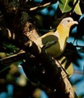 Yellow-footedGreen-Pigeon(SS) - PORUMBE SALBATICI SPECII