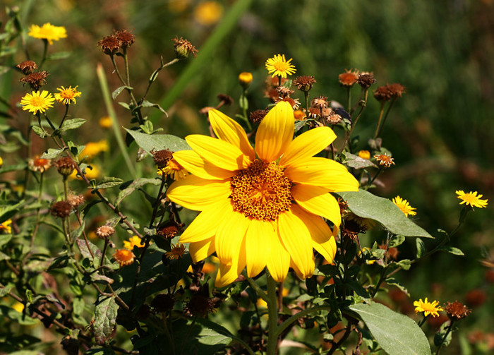 floarea soarelui - din natura