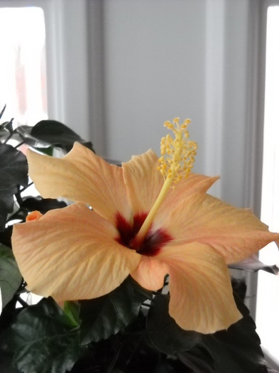 14.04.2012;040 - HIBISCUS - 2012