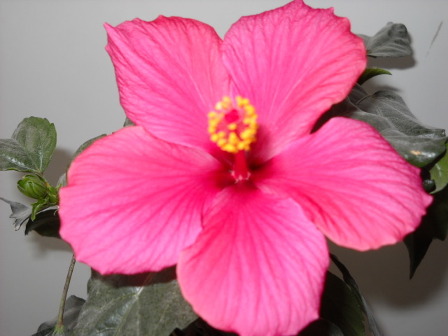 14.04.2012 ;a inflorit din nou!