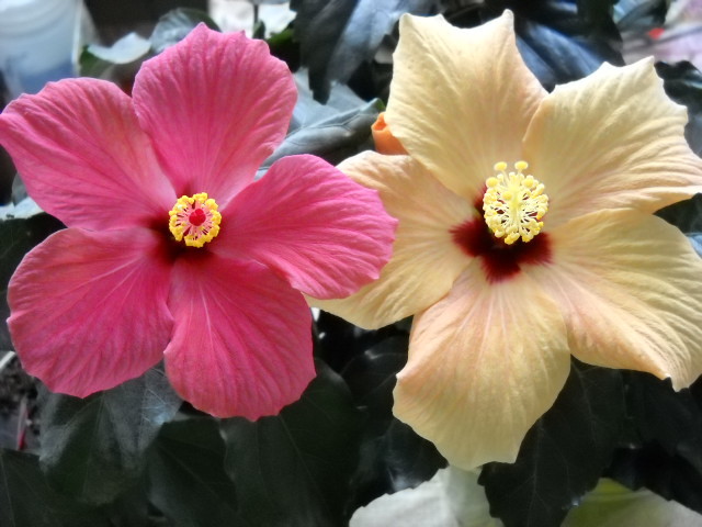 14.04.2012 am inflorit amindoi intro zi!!