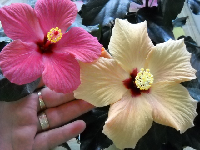 14.04.2012 sintem dragi!